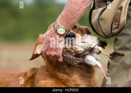 Golden Retriever auf ein Shooting Stockfoto