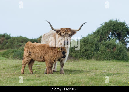 Highland Kuh und Kalb Stockfoto