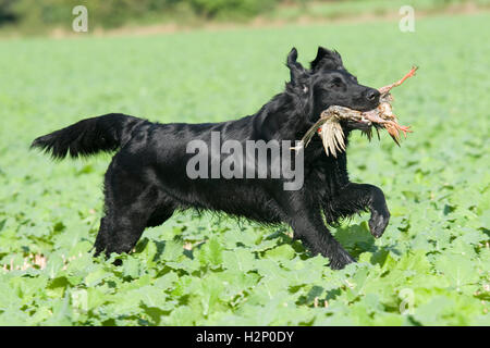 Flat coated Retriever Abrufen von Rebhuhn Stockfoto