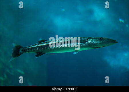 Großer Barracuda (größten Barracuda), auch bekannt als die riesigen Barrakudas. Stockfoto