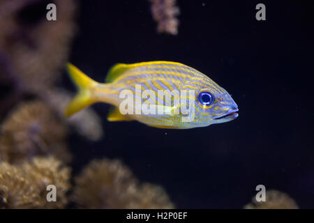 Französische Grunzen (Haemulon Flavolineatum). Meeresfische. Stockfoto