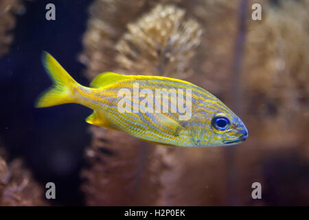 Französische Grunzen (Haemulon Flavolineatum). Meeresfische. Stockfoto