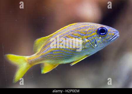 Französische Grunzen (Haemulon Flavolineatum). Meeresfische. Stockfoto