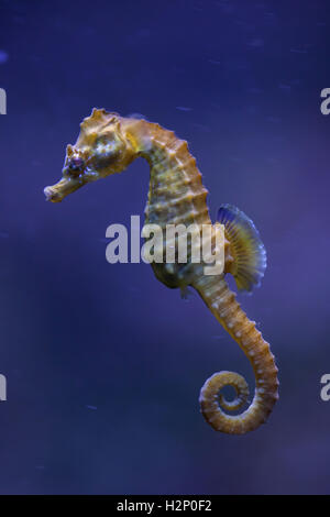 Kurz-snouted Seepferdchen (Hippocampus Hippocampus). Meer Tier. Stockfoto