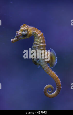 Kurz-snouted Seepferdchen (Hippocampus Hippocampus). Meer Tier. Stockfoto