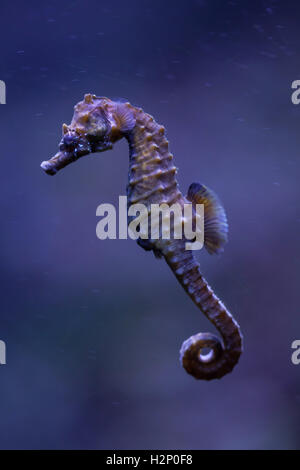 Kurz-snouted Seepferdchen (Hippocampus Hippocampus). Meer Tier. Stockfoto