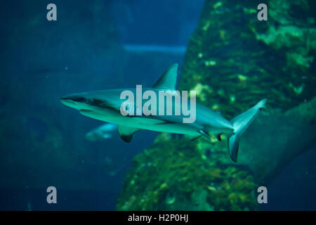 Graue Riffhaie (Carcharhinus Amblyrhynchus) im Aquarium Biarritz in Biarritz, Frankreich. Stockfoto