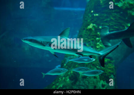 Graue Riffhaie (Carcharhinus Amblyrhynchus) im Aquarium Biarritz in Biarritz, Frankreich. Stockfoto