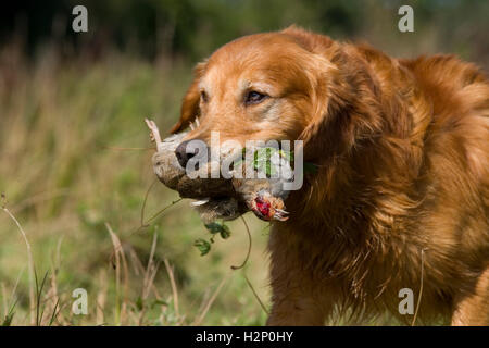 Golden Retriever mit Rebhuhn im Mund Stockfoto