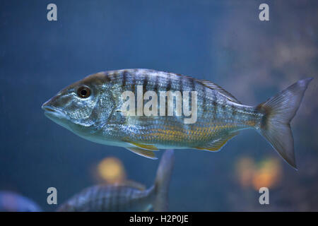 Sand Steenbaras (Lithognathus Mormyrus), auch bekannt als die gestreiften Goldbrasse. Stockfoto