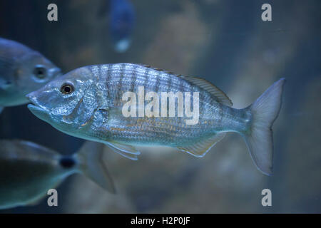 Sand Steenbaras (Lithognathus Mormyrus), auch bekannt als die gestreiften Goldbrasse. Stockfoto