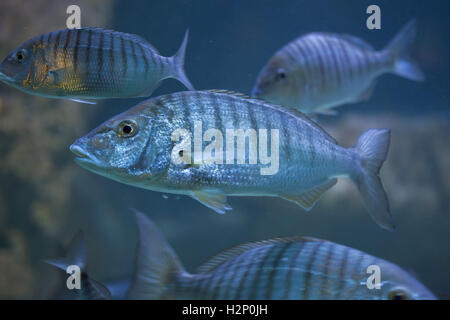 Sand Steenbaras (Lithognathus Mormyrus), auch bekannt als die gestreiften Goldbrasse. Stockfoto