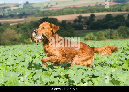 Golden Retriever Hund tot Rebhuhn abrufen Stockfoto