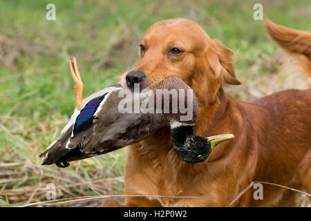 Golden Retriever-Apportierhund Stockfoto
