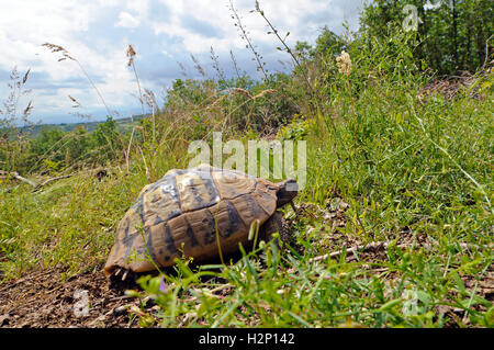 Wilde Hermann Schildkröte (Testudo Hermanni) in seinem natürlichen Lebensraum. Stockfoto