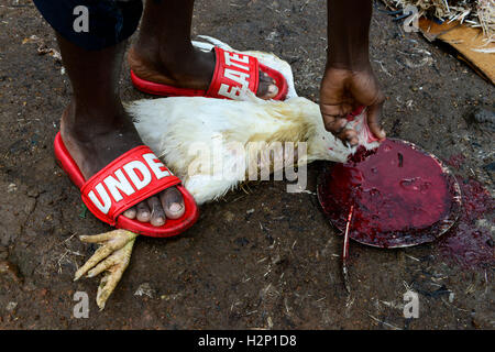 Oyo State, NIGERIA, Ibadan, Quartal Agudi, Verkauf und Schlachten live Huhn am Markt / Markt Fuer Lokales Gefluegel, Verkauf von Fondazione Huehnern Und Schlachtung Vor Ort Stockfoto