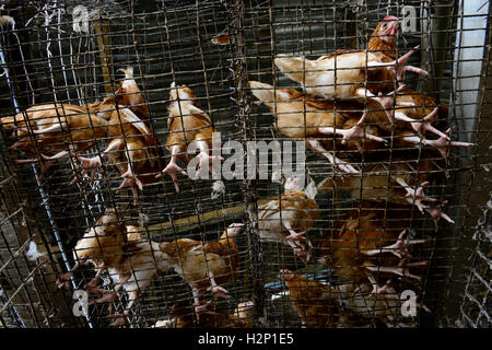 Oyo State, NIGERIA, Ibadan, Dorf Ilora, Ei-Schicht Henne in Käfigen zu halten / Eierproduktion, Legehennenhaltung in Kaefigen Stockfoto