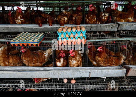 Oyo State, NIGERIA, Ibadan, Dorf Ilora, Ei-Schicht Henne in Käfigen zu halten / Eierproduktion, Legehennenhaltung in Kaefigen Stockfoto