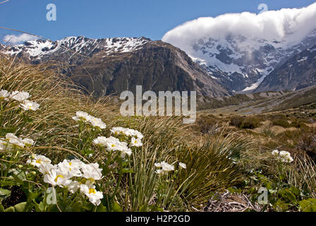 White Daisy wie Blumen wiegen sich im Wind auf das Hooker Valley Track an der Mount Cook Nationalpark, Neuseeland. Stockfoto