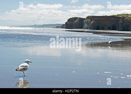 Eine einsame Möwe steht am Strand, seinen Körper spiegelt sich in den Gewässern von Ebbe und Flut am Strand von North Taranaki, Neuseeland. Stockfoto