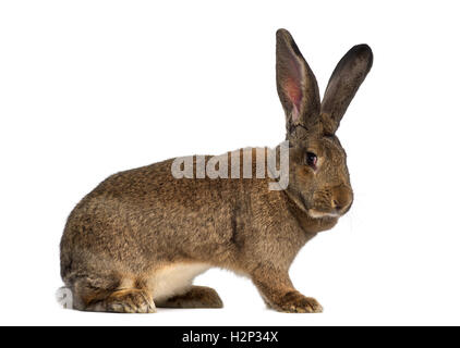 Seitenansicht einer flämischen Riesenkaninchen, isoliert auf weiss Stockfoto