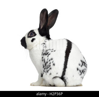 Seitenansicht des kariert Kaninchen isoliert auf weiss Stockfoto