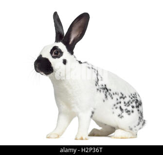 Seitenansicht des kariert Kaninchen isoliert auf weiss Stockfoto