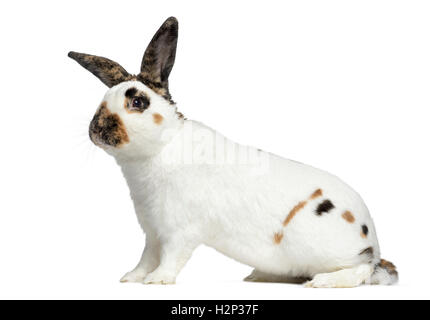 Seitenansicht des kariert Kaninchen schaut in die Kamera, isoliert auf weiss Stockfoto
