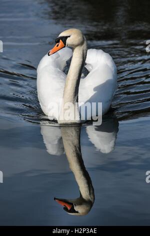 Höckerschwan Stockfoto