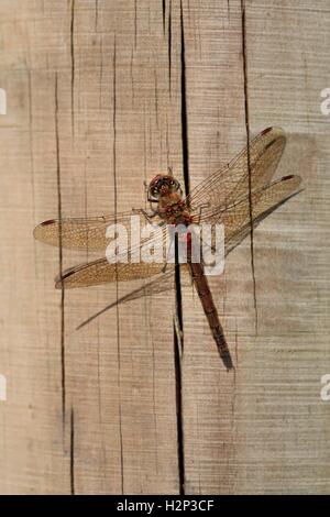 Höckerschwan Stockfoto