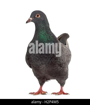 Vorderansicht einer ausgefallenen Taube isoliert auf weiss Stockfoto