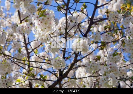 Apfelblüte im Frühjahr Stockfoto