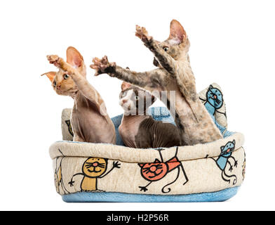 Gruppe von Devon Rex Kätzchen spielen in einem Haustier Korb isoliert auf weiss Stockfoto