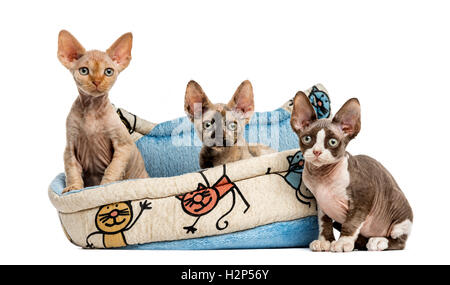 Gruppe von Devon Rex Kätzchen spielen in einem Haustier Korb isoliert auf weiss Stockfoto