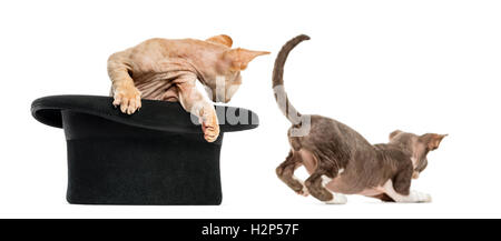 2 Devon Rex immer aus dem Hut, isoliert auf weiss Stockfoto