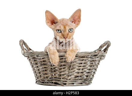 junge Devon Rex entspannt in einem Weidenkorb, isoliert auf weiss Stockfoto
