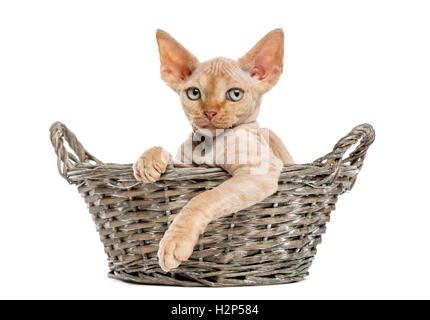 junge Devon Rex entspannt in einem Weidenkorb, isoliert auf weiss Stockfoto