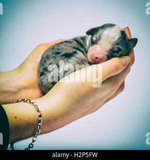 3 Tage alten Welpen schlafen in Händen vor farbigen Hintergrund kreuzen Stockfoto