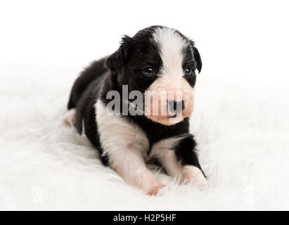 21 Tage alten Mischling zwischen einem australian Shepherd und Border-Collie, liegend auf weißem Fell Stockfoto