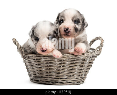 Zwei 21 Tage alten kreuzen zwischen einen australian Shepherd und ein Border-Collie in einem Korb, isoliert auf weiss Stockfoto