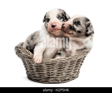 Zwei 21 Tage alten kreuzen zwischen einen australian Shepherd und Border-Collie-spielen in einem Korb, isoliert auf weiss Stockfoto