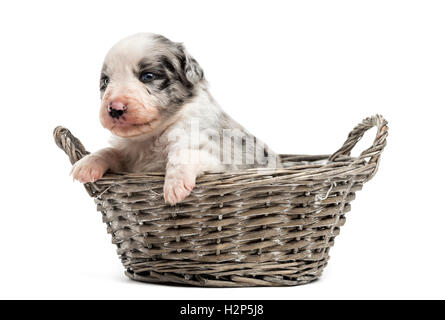 21 Tage alten Mischling zwischen einem australian Shepherd und ein Border-Collie in einem Korb, isoliert auf weiss Stockfoto