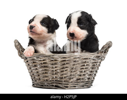 Zwei 21 Tage alten kreuzen zwischen einen australian Shepherd und ein Border-Collie in einem Korb, isoliert auf weiss Stockfoto