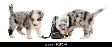 Zwei kreuzen Welpen spielen mit einem Schuh isoliert auf weiss Stockfoto