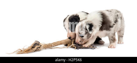 Zwei kreuzen Welpen spielen mit einem Seil isoliert auf weiss Stockfoto