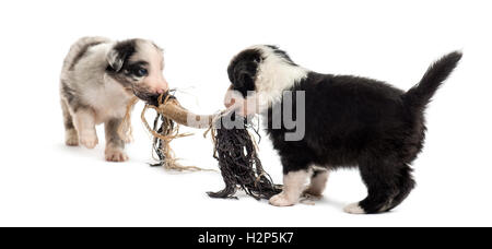 Zwei kreuzen Welpen spielen mit einem Seil isoliert auf weiss Stockfoto