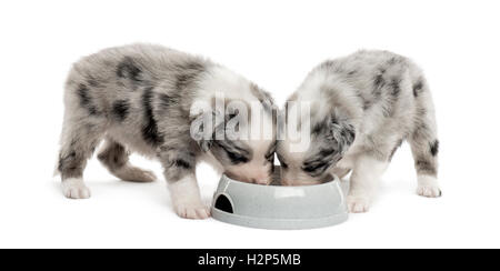 zwei Welpen kreuzen trinken isoliert auf weiss Stockfoto