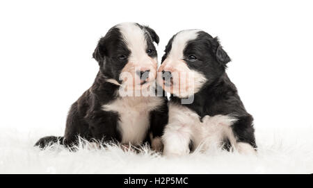 21 Tage alten Mischling zwischen einen australian Shepherd und Border-Collie Zusammensitzen auf weißem Fell Stockfoto