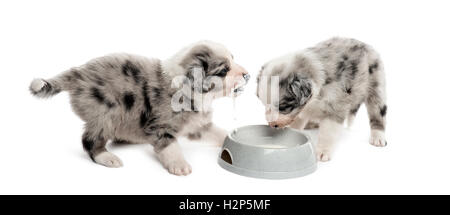 zwei Welpen kreuzen trinken isoliert auf weiss Stockfoto