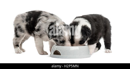 zwei Welpen kreuzen trinken isoliert auf weiss Stockfoto